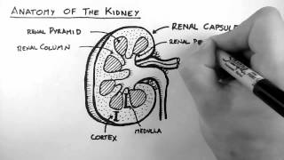 Renal Anatomy 1  Kidney [upl. by Birchard228]