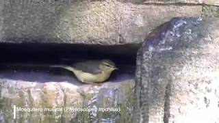 Mosquitero musical Phylloscopus trochilus [upl. by Windsor]