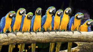 Top 12 Most Beautiful Macaws on Planet Earth Scoop of the day ParrotParadise [upl. by Rudyard]