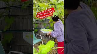 SAYOTE ng Bayan harvesting sayote gardenplants gardener vegetables [upl. by Cinda]