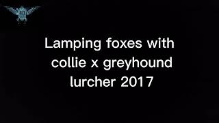 lamping foxes with lurchers ireland 2 4dhunting558 [upl. by Elleneg603]