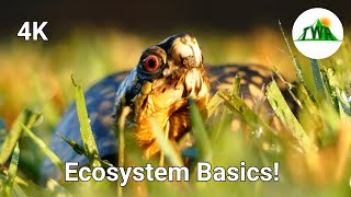 Ecosystems Episode 1 What is an ecosystem [upl. by Brindell]