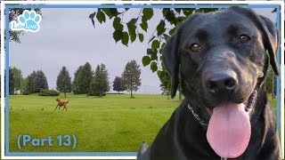 🔴LabsLive Part 13 Labrador Retrievers and Relaxing Music for Dogs [upl. by Cyprian105]