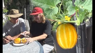 Growing Korean Melons Oriental Melon Container Plant Harvesting Fruit [upl. by Anthony]