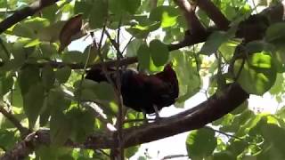 Rooster chilling at Hogs Breath Saloon Key West [upl. by Johnna174]