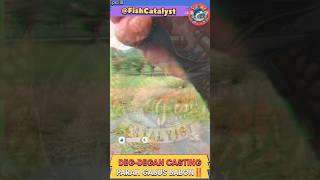 DEGDEGAN PARAH CASTING DI RAWA IKAN GABUS BABON‼️ shorts short viral fishing [upl. by Niram]