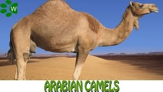 The Arabian Camels [upl. by Llerehc]