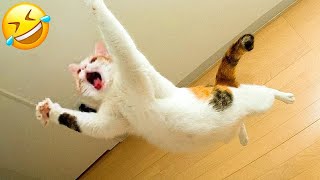 New Funny Animals 🤣 Funniest Cats and Dogs Videos 😻🐶 Part 9 [upl. by Supat817]