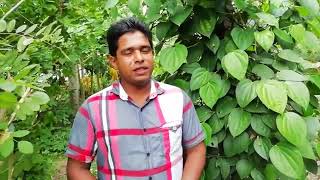 ගම්මිරිස් වගාව Gammiris wagawa Black pepper [upl. by Naimad]