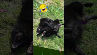 Schipperke schipperkelovers puppy cuteanimal chienmignon cutedog dogcute doglife [upl. by Oirevas772]