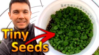 How to Grow PETUNIAS from SEEDS Part 1 Collecting and Germinating Petunia Seeds [upl. by Essilevi274]