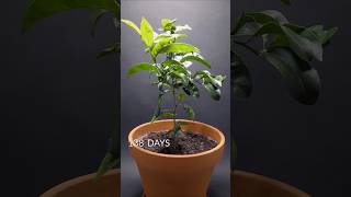 673 Days in 60 seconds Date palm and Mandarin tree timelapse timelapse plantkingdom monkshood [upl. by Zebe]