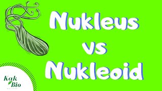 Perbedaan Nukleoid dan Nukleus  PROKARIOTIK vs EUKARIOTIK [upl. by Ynahirb]