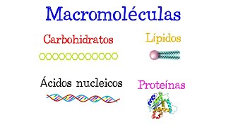 🌐 ¿Qué son las Macromoléculas 🌐 Fácil y Rápido  BIOLOGÍA [upl. by Ylatfen2]