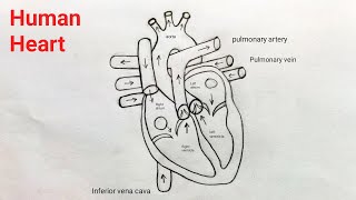 How to draw Human Heart step by step  Human Heart diagram easily  Human Heart drawing easy method [upl. by Kraska241]