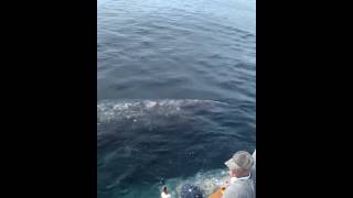 AMAZING GRAY WHALE VIDEO  WHALE SCRATCHING BARNACLES  DANA WHARF WHALE WATCHING [upl. by Ener922]