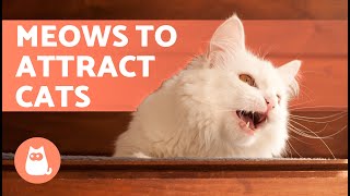 SOUNDS to Make Your CAT COME to CUDDLE YOU 📣🐈 Meows to ATTRACT Your CAT When They HIDE [upl. by Gough]