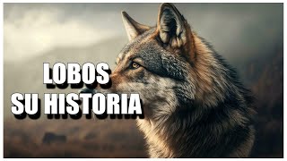 DOCUMENTAL DE LOBOS  LA HISTORIA DE REYES  SupriceCuriosity  Documental De Animales [upl. by Yrrag]