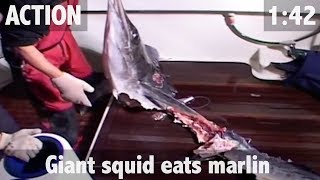 GIANT SQUID ATTACK MARLIN RIPPED TO SHREDS [upl. by Elise]