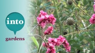 Persicaria orientalis Plants for October Gardening at Blackpitts [upl. by Hanonew838]