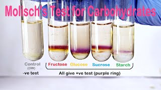 Molischs Test Practical Experiment [upl. by Attaynek41]