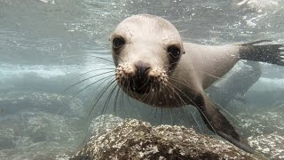 GoPro Galápagos Sea Lions [upl. by Ahsiener]