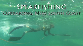 Spearfishing at Currarong NSW South Coast [upl. by Yrian]