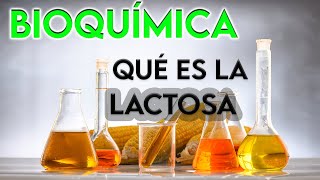 22 ¿QUÉ ES LA LACTOSA  BIOQUÍMICA [upl. by Nuavahs]