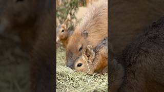 No🚫 Food aggression capybara [upl. by Nylleoj939]