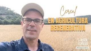 Cereal en agricultura regenerativa [upl. by Aileduab]