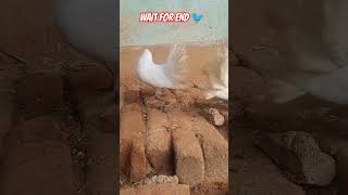 FANTAIL KABOOTAR ATTITUDE 🐦🙄✨ VIDEO WHITE KING KABOOTAR pigeon kabootar birds support shorts [upl. by Ahsinoj880]