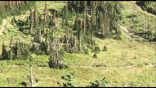 Video Hikers run from a grizzly bear in Glacier National Park [upl. by Canfield483]