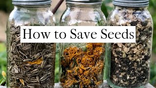 How to SAVE SEEDS Seed saving TIPS and EXAMPLES [upl. by Oman]