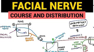 Facial Nerve Anatomy  1  Course and Distribution [upl. by Tsepmet603]