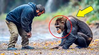 Chimpanzee Begs Man For Help He Turns in Shock when he realizes why [upl. by Kenney]