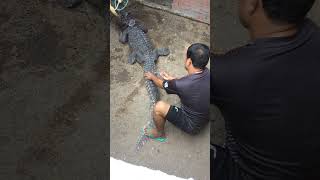 Crocodile Injection  Crocodile Treatment short  5 [upl. by Belak246]