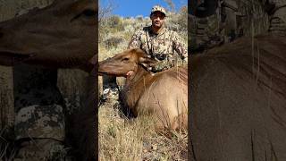 Elk tags filled in Utah… bowhunt elkhunting archery SITKA outdoors adventure subscribe [upl. by Niak]