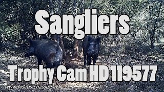 Sangliers Bushnell Trophy Cam HD Max 2013 119577 [upl. by Velda]