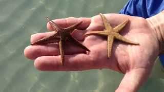 Seestern  starfish dreht sich [upl. by Domela656]