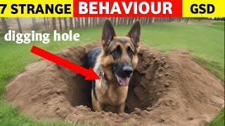 7 Strange Behaviour Of German Shepherd  German shepherd Puppy [upl. by Mattson]