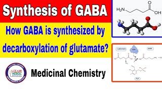 Synthesis of GABA  Medicinal Chemistry [upl. by Frierson704]