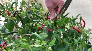 Tips for growing chili [upl. by Melamed]