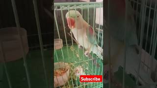 🦜🦜parrot birds parrottalking channelsubscribe talkingparot Rajasthanivlogs [upl. by Aikemal]