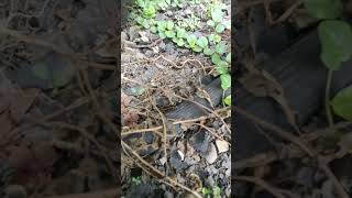 I found a centipede 😱😰 centipede arthropods scary millipede shorts [upl. by Friederike]