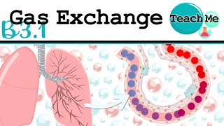 Structure of the respiratory membrane [upl. by Lacym]