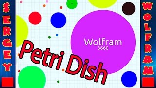 Чашка Петри ИграPetri dish game [upl. by Aihsetan]