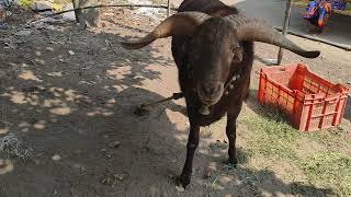 Samelmunda mendha  M FARMING ODISHA viralvideo sheepfarming sheepfarm [upl. by Kcirded56]