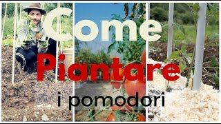 COME PIANTARE I POMODORI 🍅🍅🍅 TUTTI I TRUCCHI  ORTO E GIARDINAGGIO [upl. by Carey467]