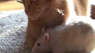 Rat loves cat [upl. by Lilithe]