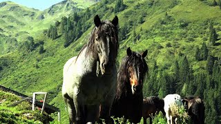 Tiroler Noriker Deckhengste auf Sommerfrische [upl. by Eiboj692]